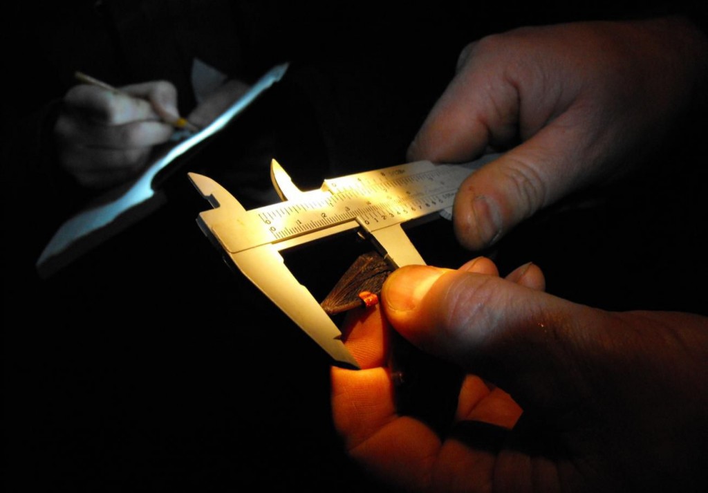 Bild_Programm_Fledermausmarkierer_2011