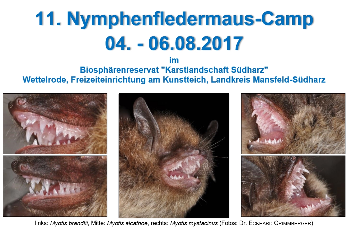 Deckblatt Nymphen-Camp Homepage