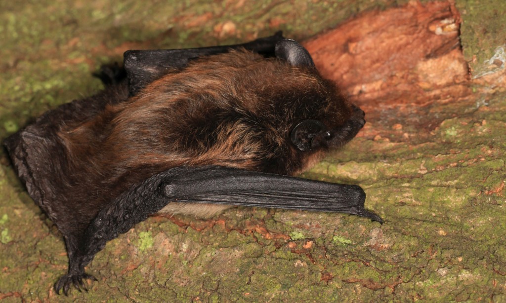 Alpenfledermaus_Adorf