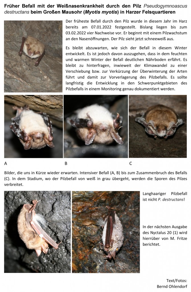 Pilzbefall M.m Homepage